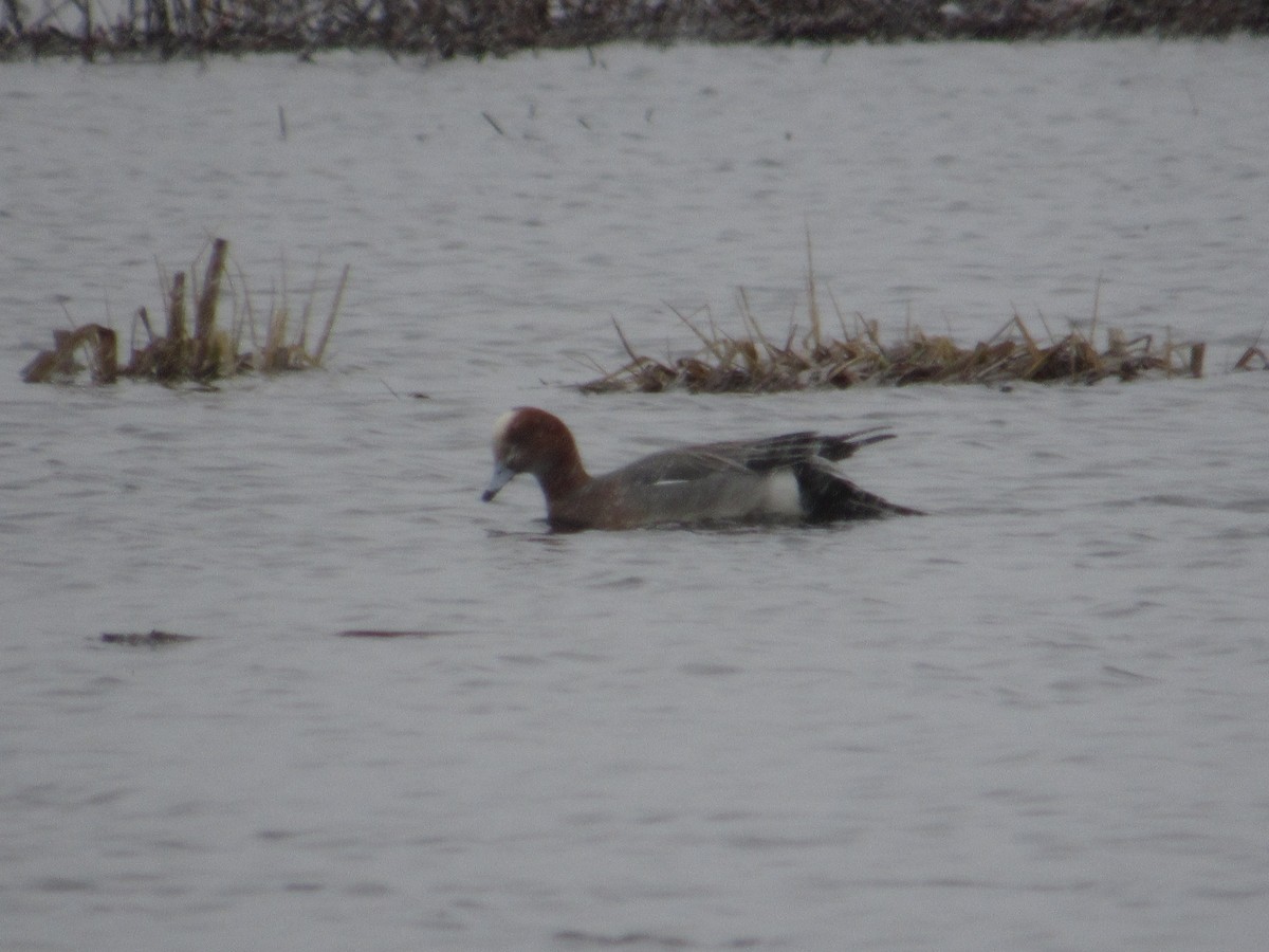 Eurasian Wigeon - scott baldinger