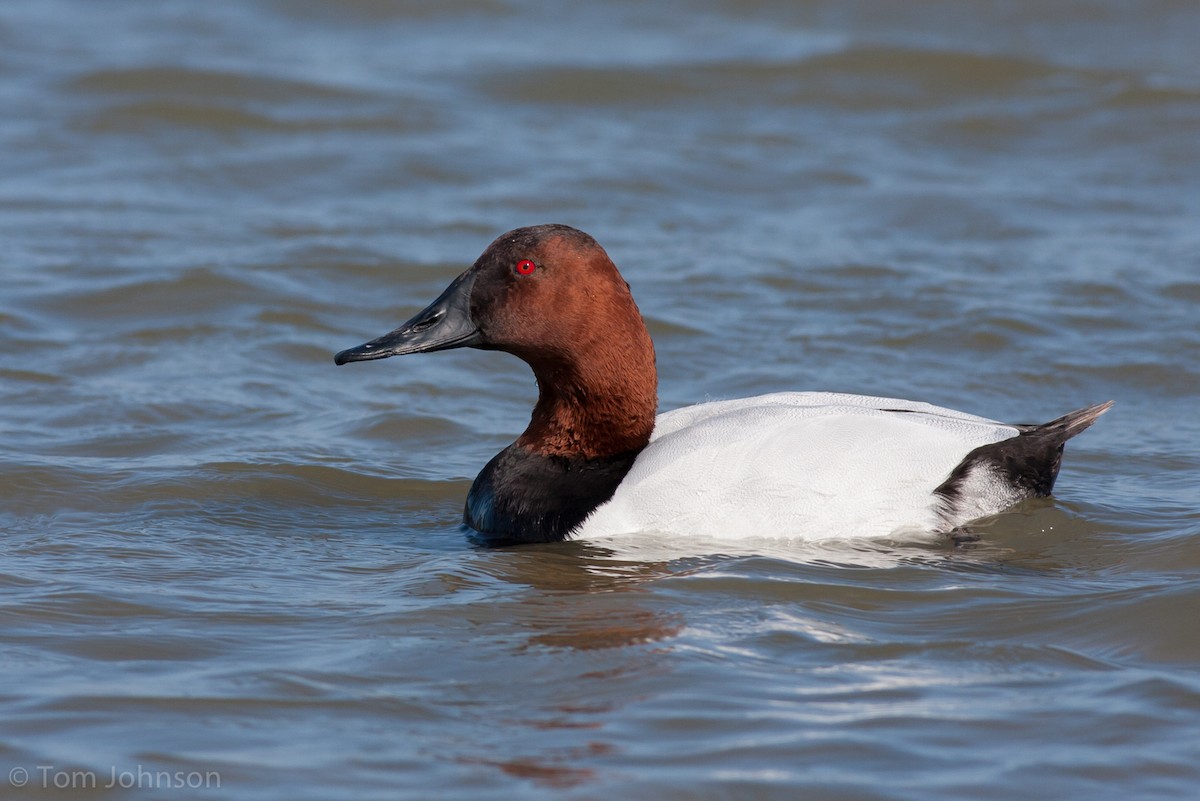 Canvasback - ML89600721