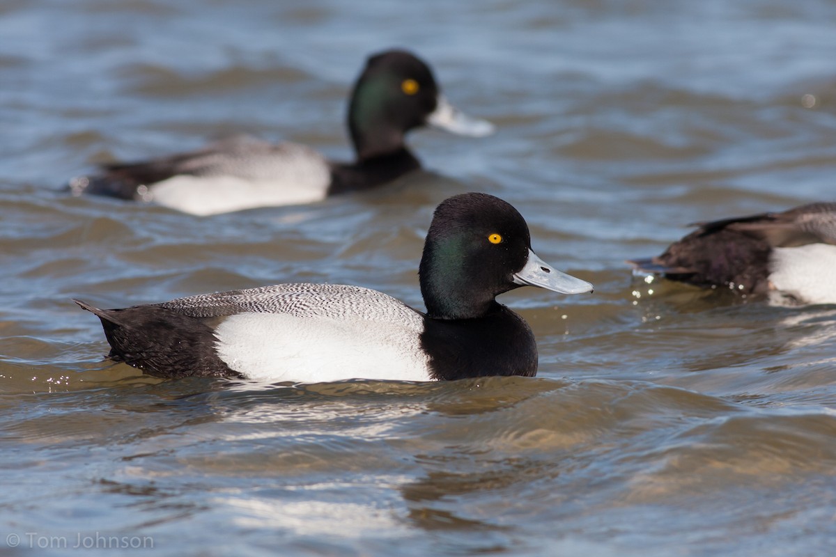 Lesser Scaup - ML89600831