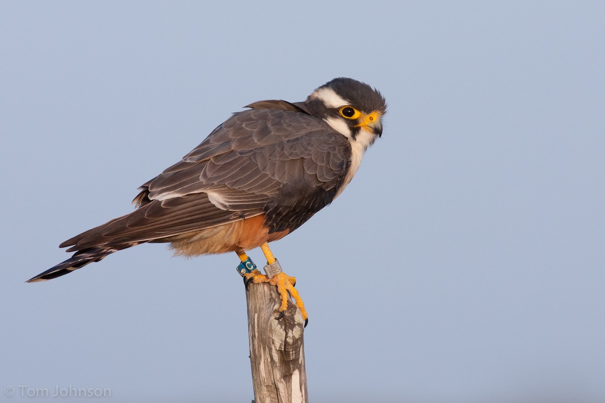 Aplomado Falcon - ML89601321