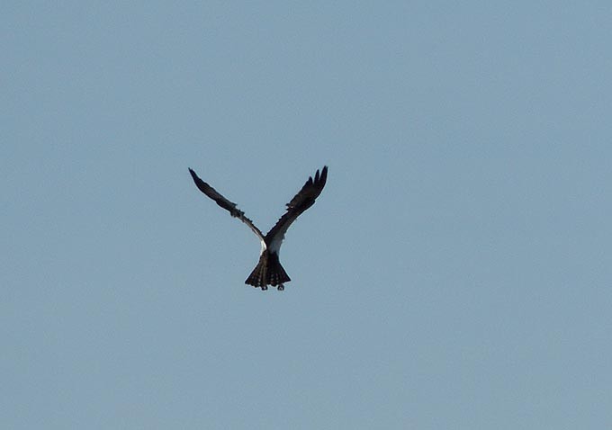 Osprey - Terry Anderson