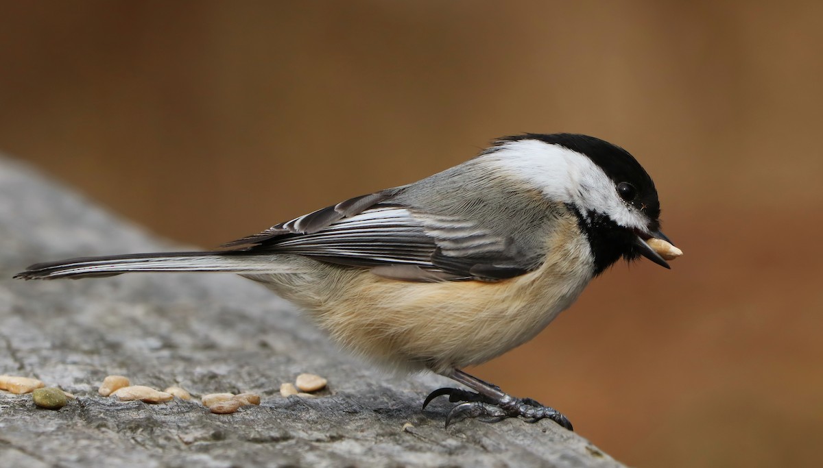 Mésange à tête noire - ML89602271