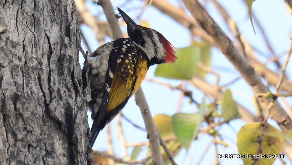 Black-rumped/Red-backed Flameback - ML89602431