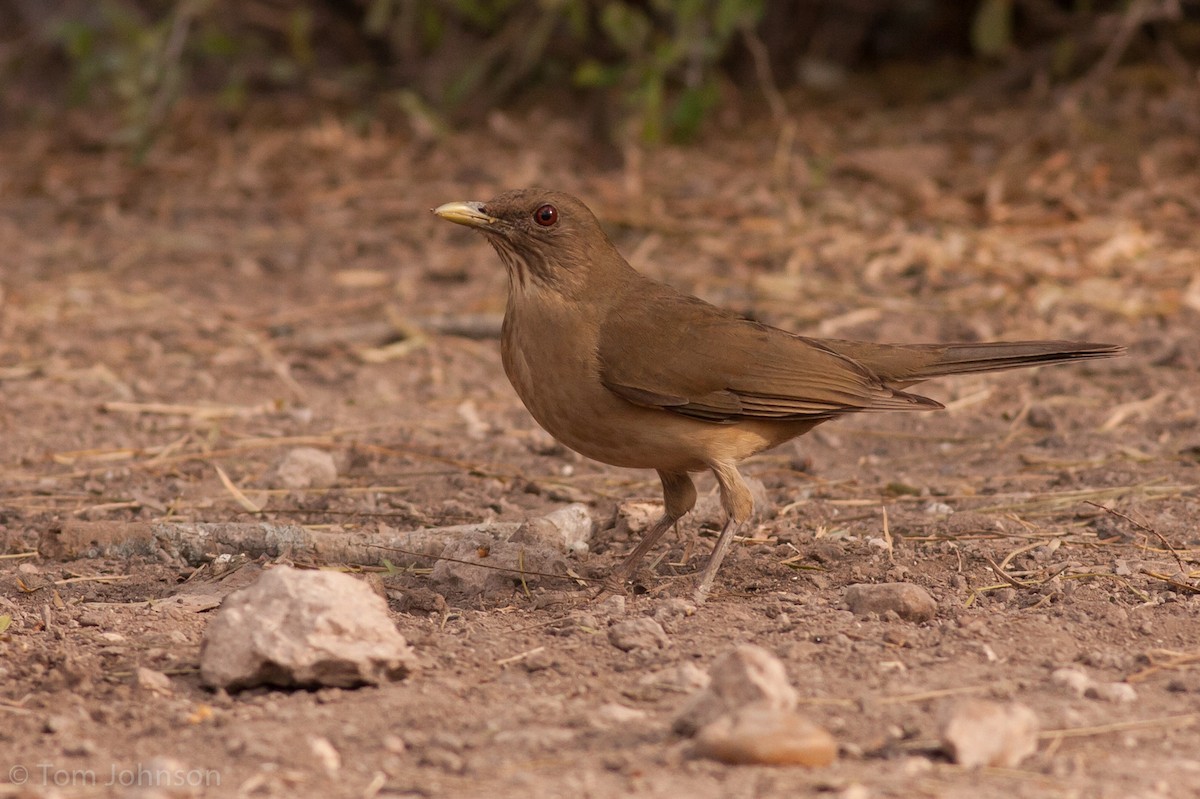 Clay-colored Thrush - ML89602471