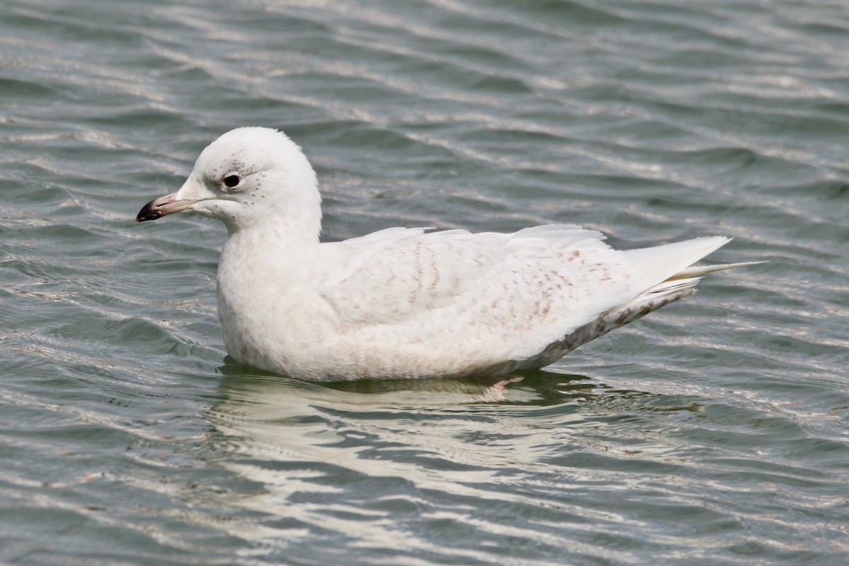 Iceland Gull - ML89603121