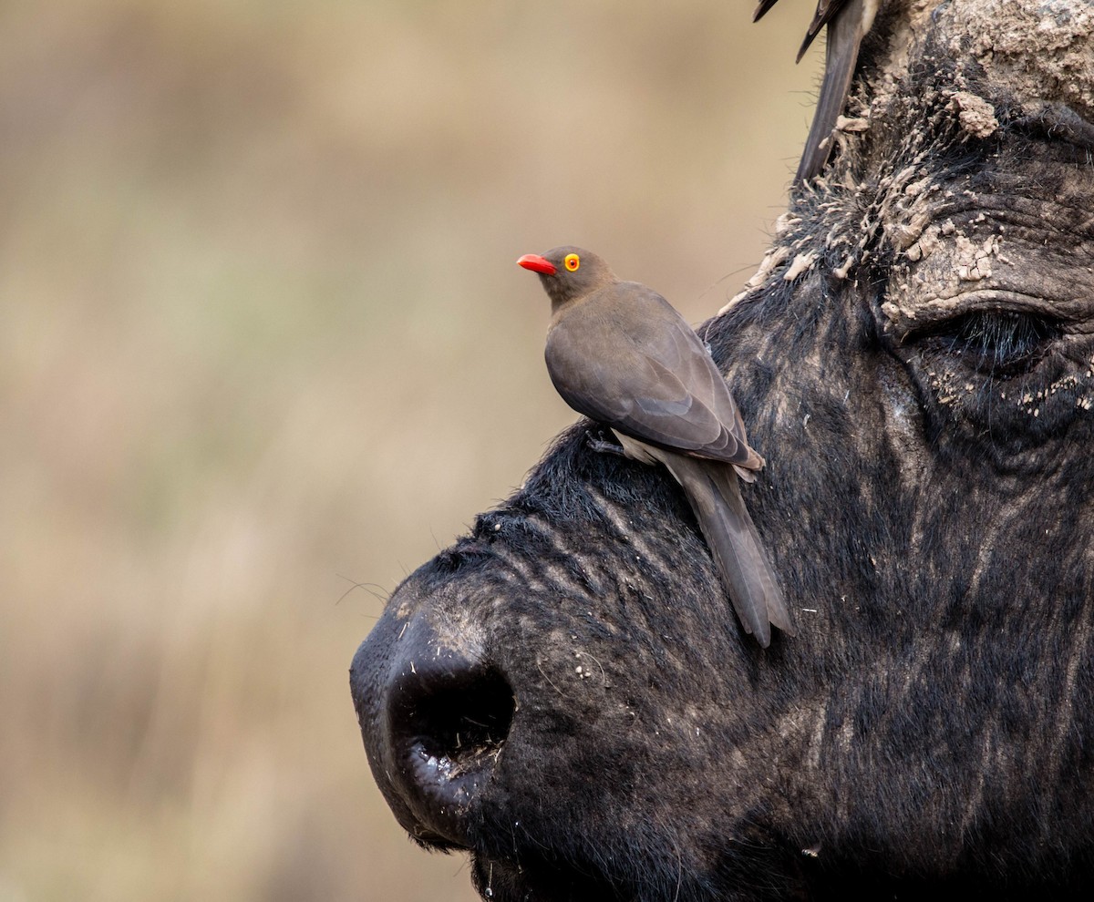 Red-billed Oxpecker - Kevin Vande Vusse