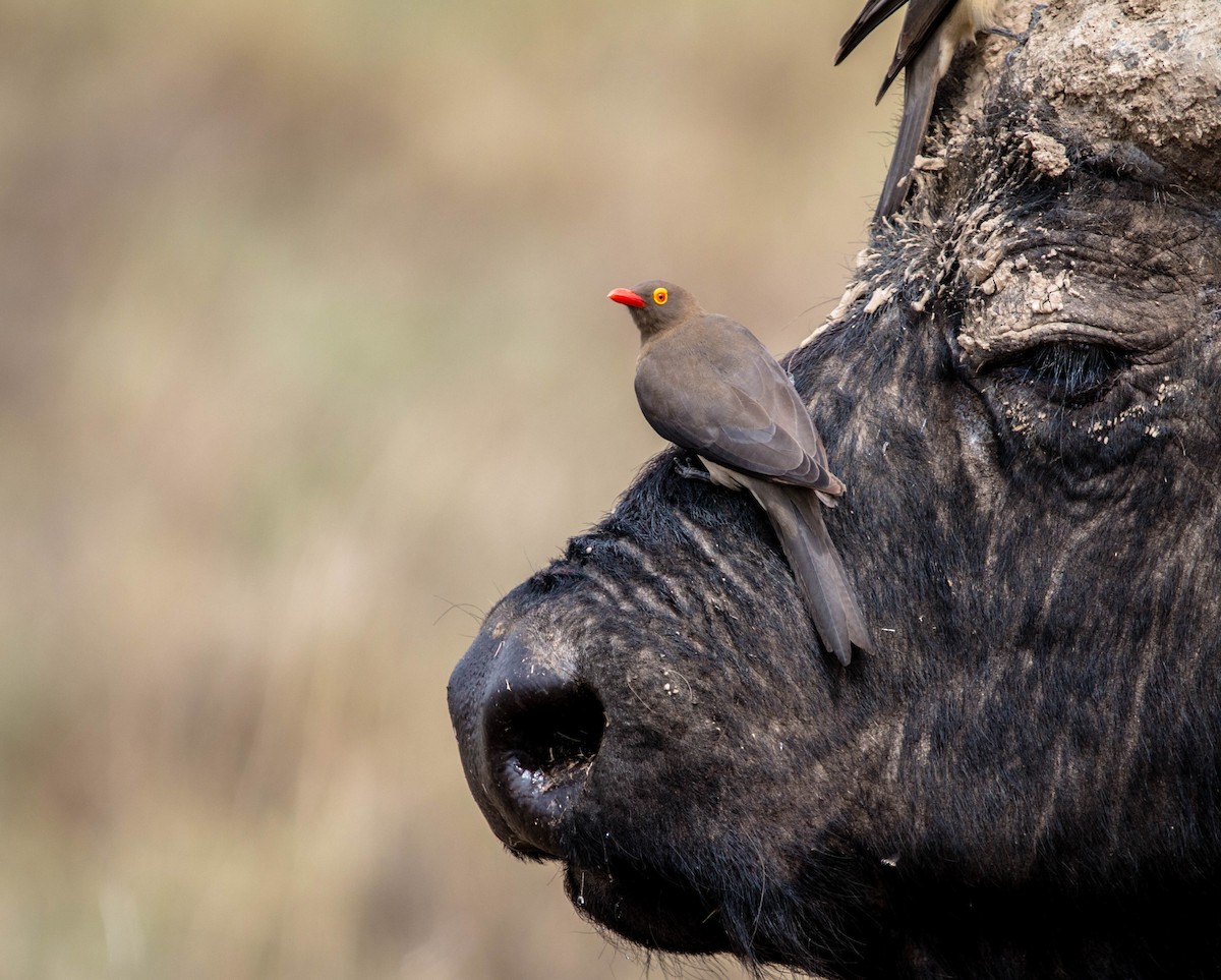 Red-billed Oxpecker - Kevin Vande Vusse