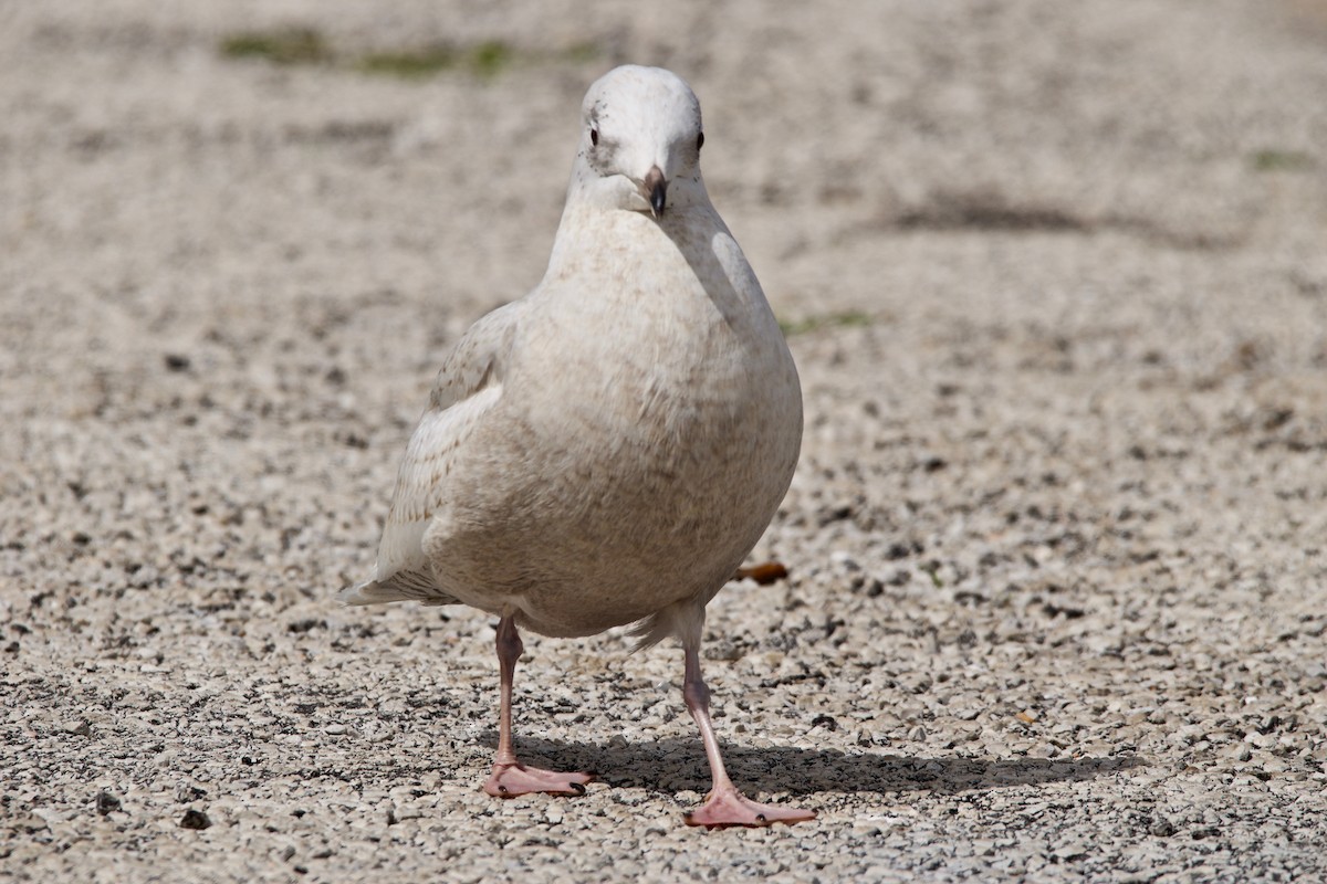 Iceland Gull - ML89603221