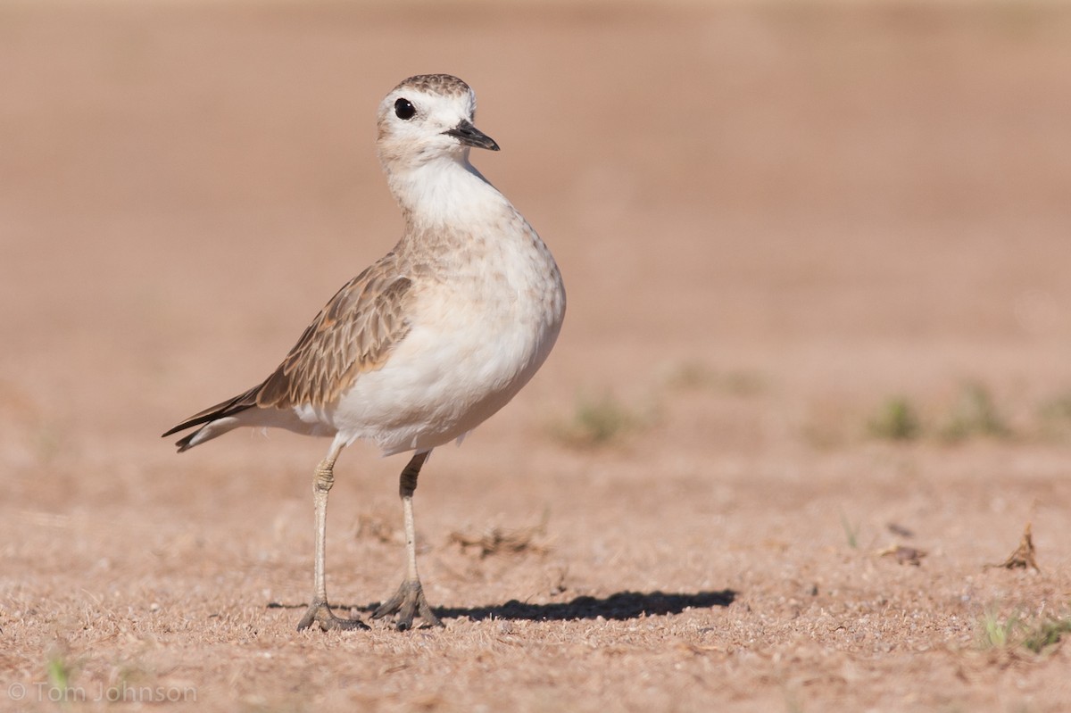 Mountain Plover - ML89603261