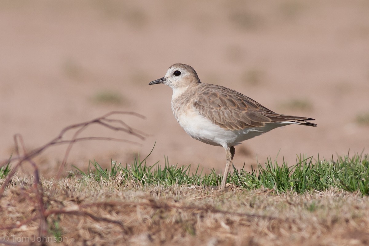 Mountain Plover - Tom Johnson