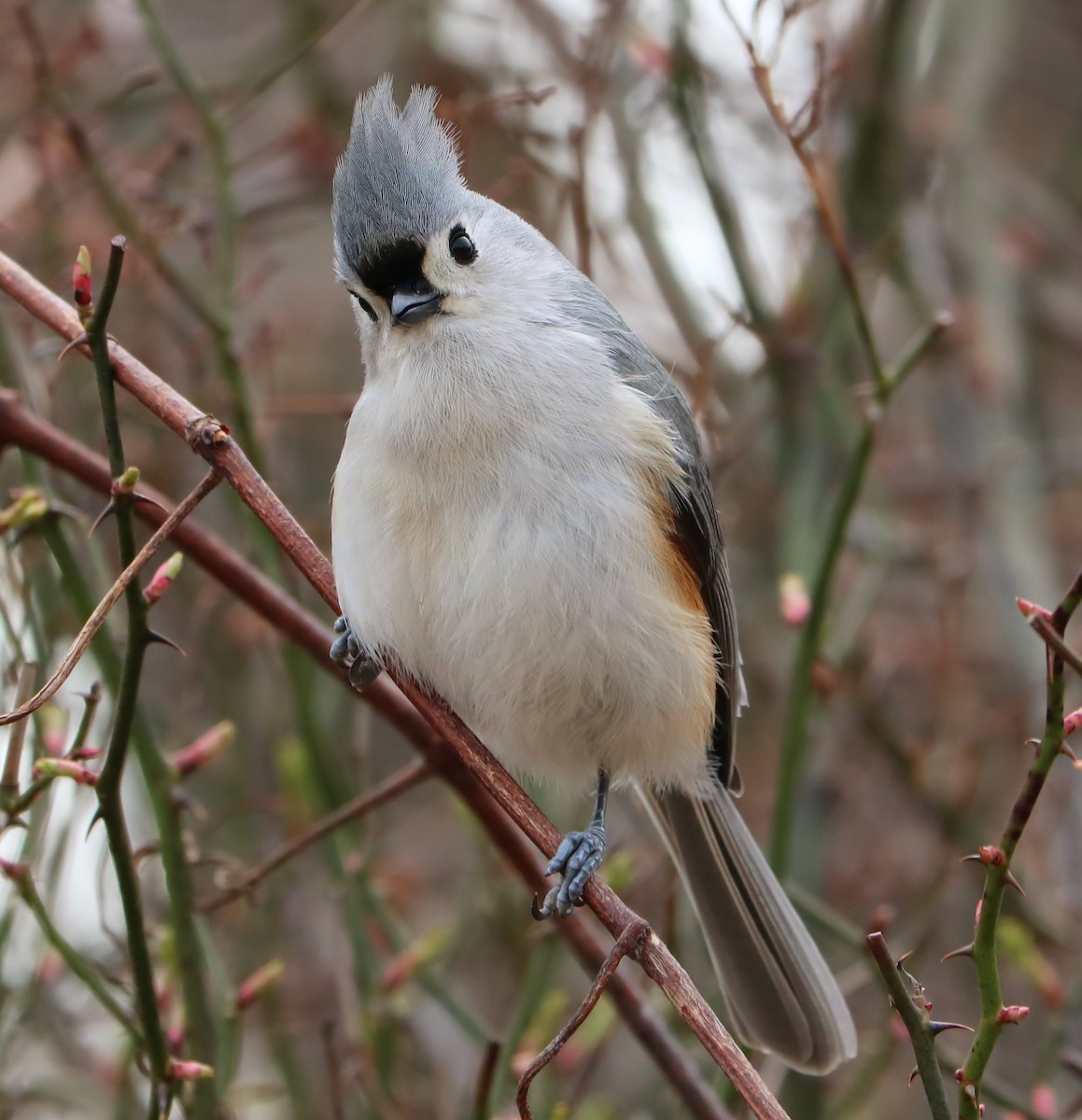 Mésange bicolore - ML89603541