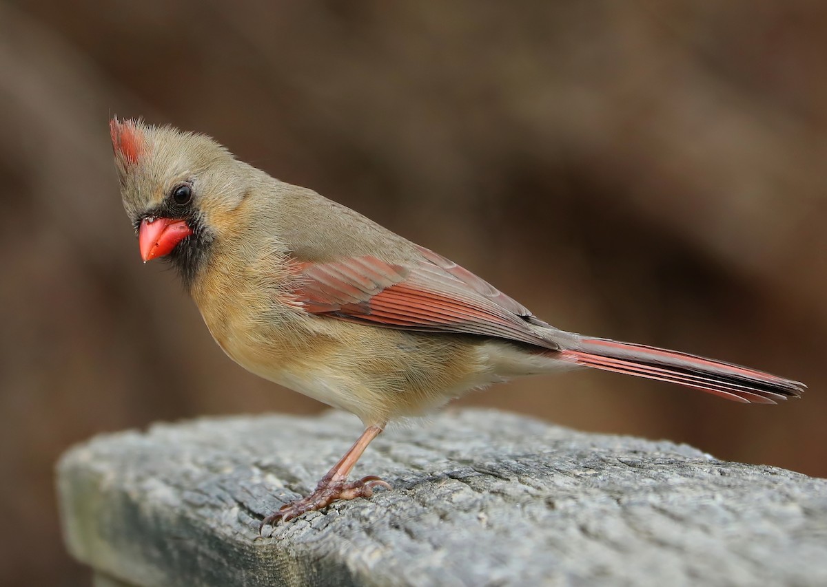 Northern Cardinal - ML89604451