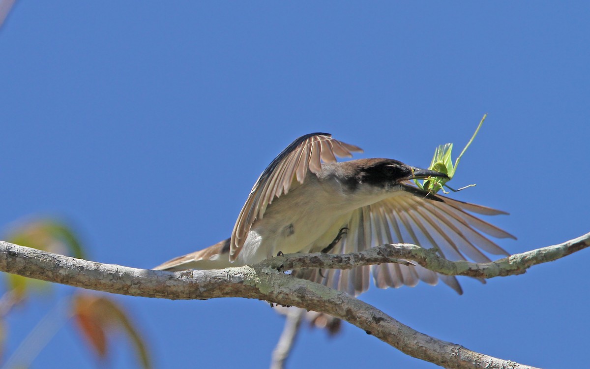 Giant Kingbird - ML89604931