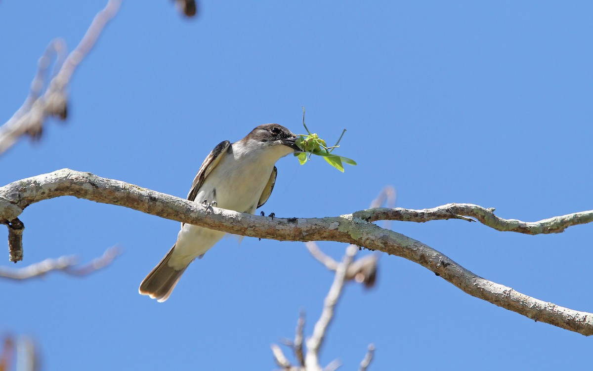 Giant Kingbird - ML89605011