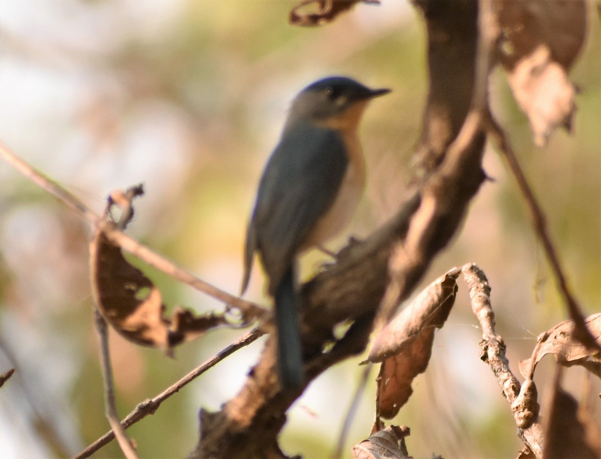 Tickell's Blue Flycatcher - ML89605881