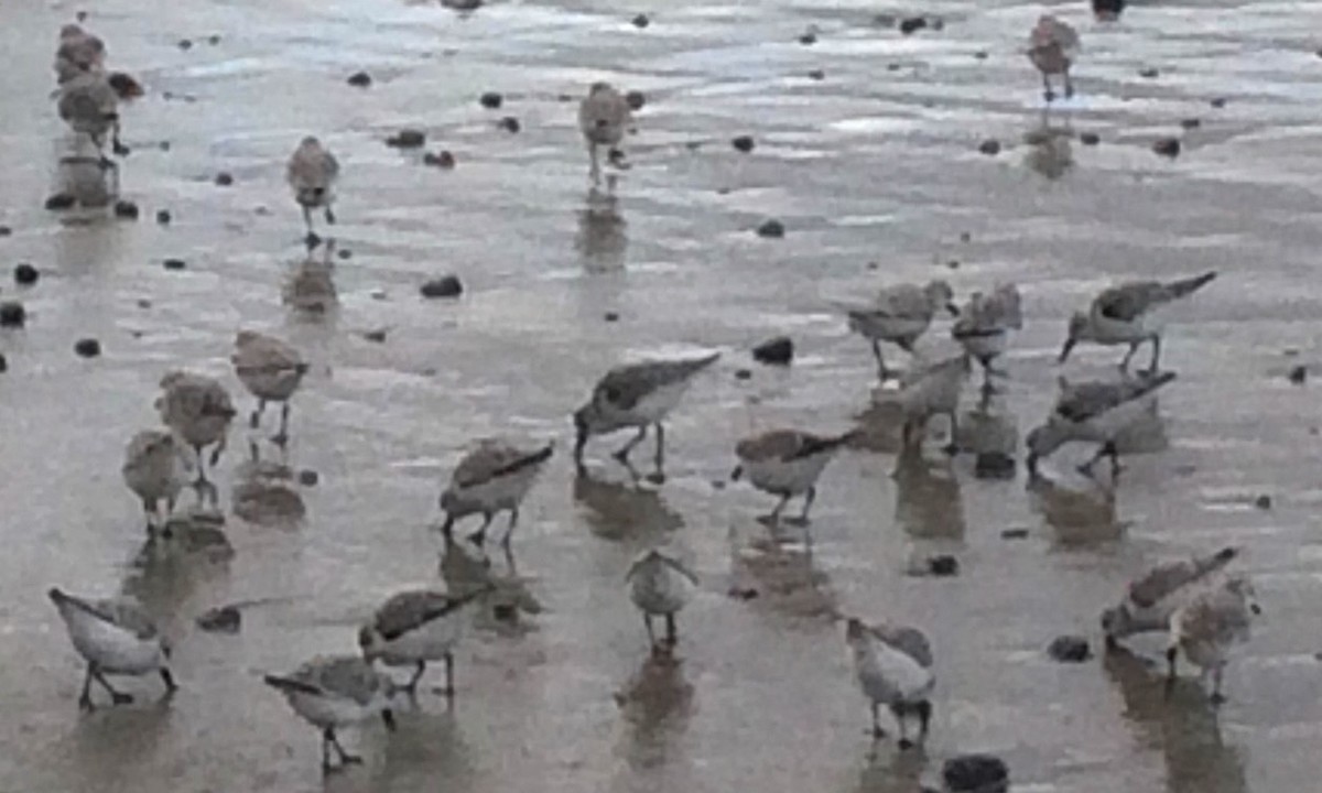 Bécasseau sanderling - ML89607941