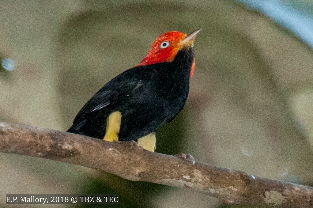 Red-capped Manakin - ML89608061