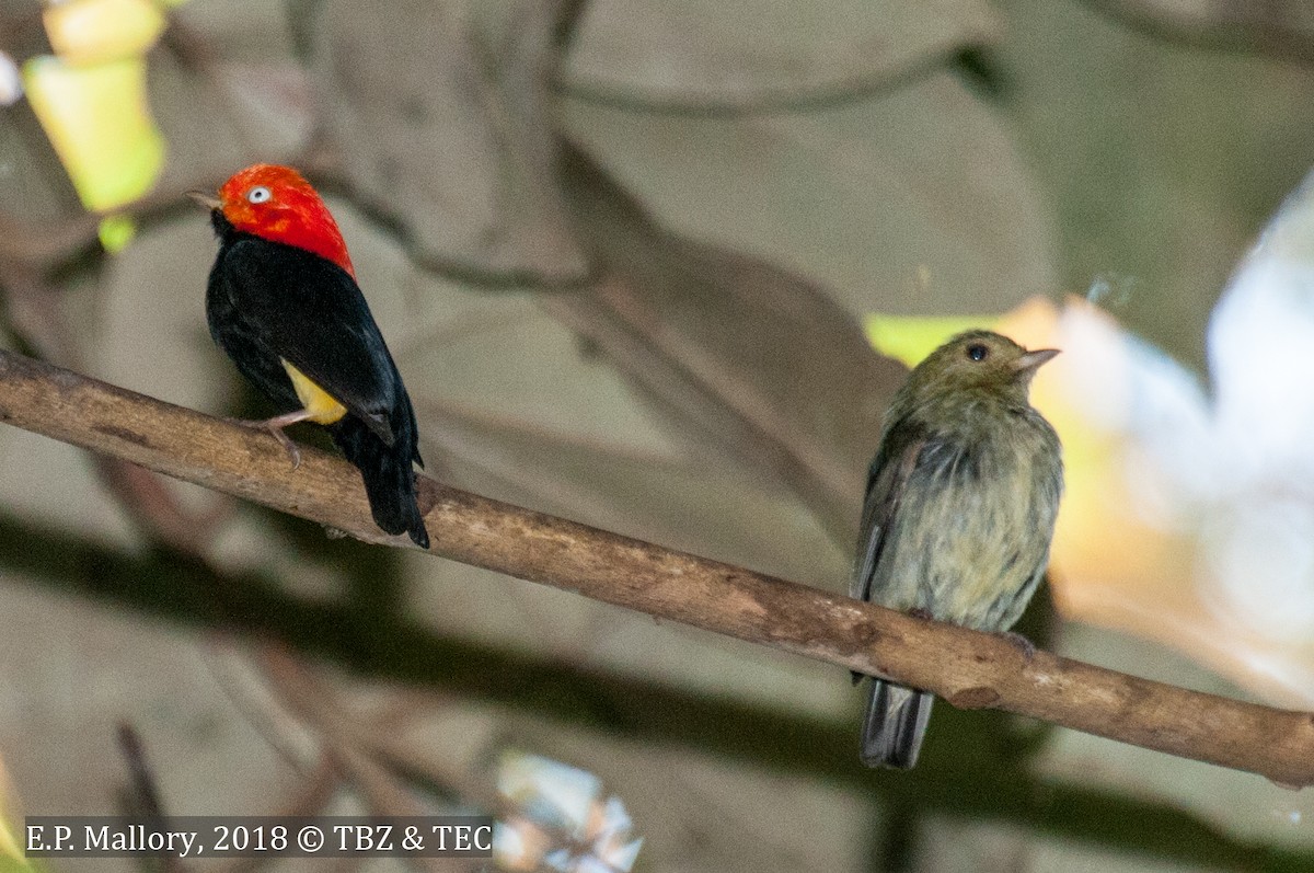 Red-capped Manakin - ML89608081