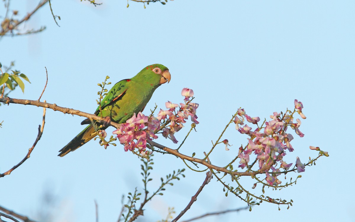 Cuban Parakeet - Christoph Moning