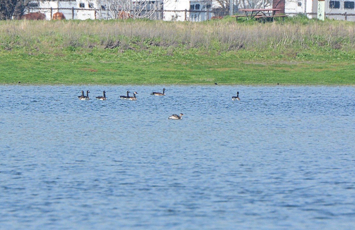 Red-necked Grebe - ML89610131