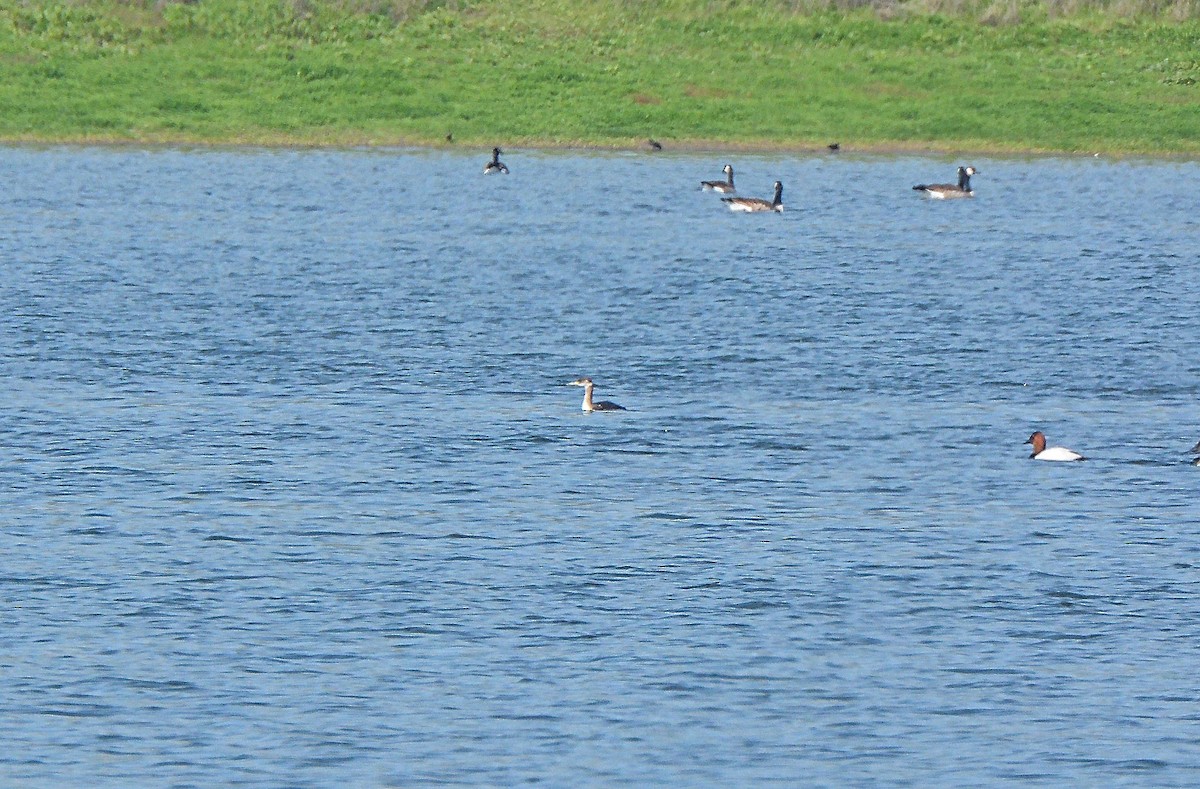 Red-necked Grebe - ML89610191