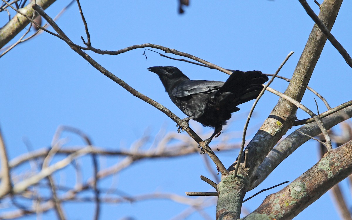 Cuban Crow - ML89610431