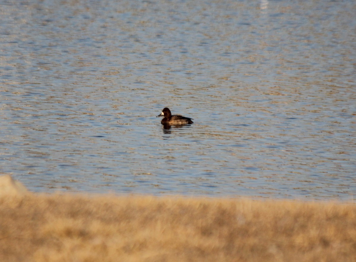 Lesser Scaup - ML89610651