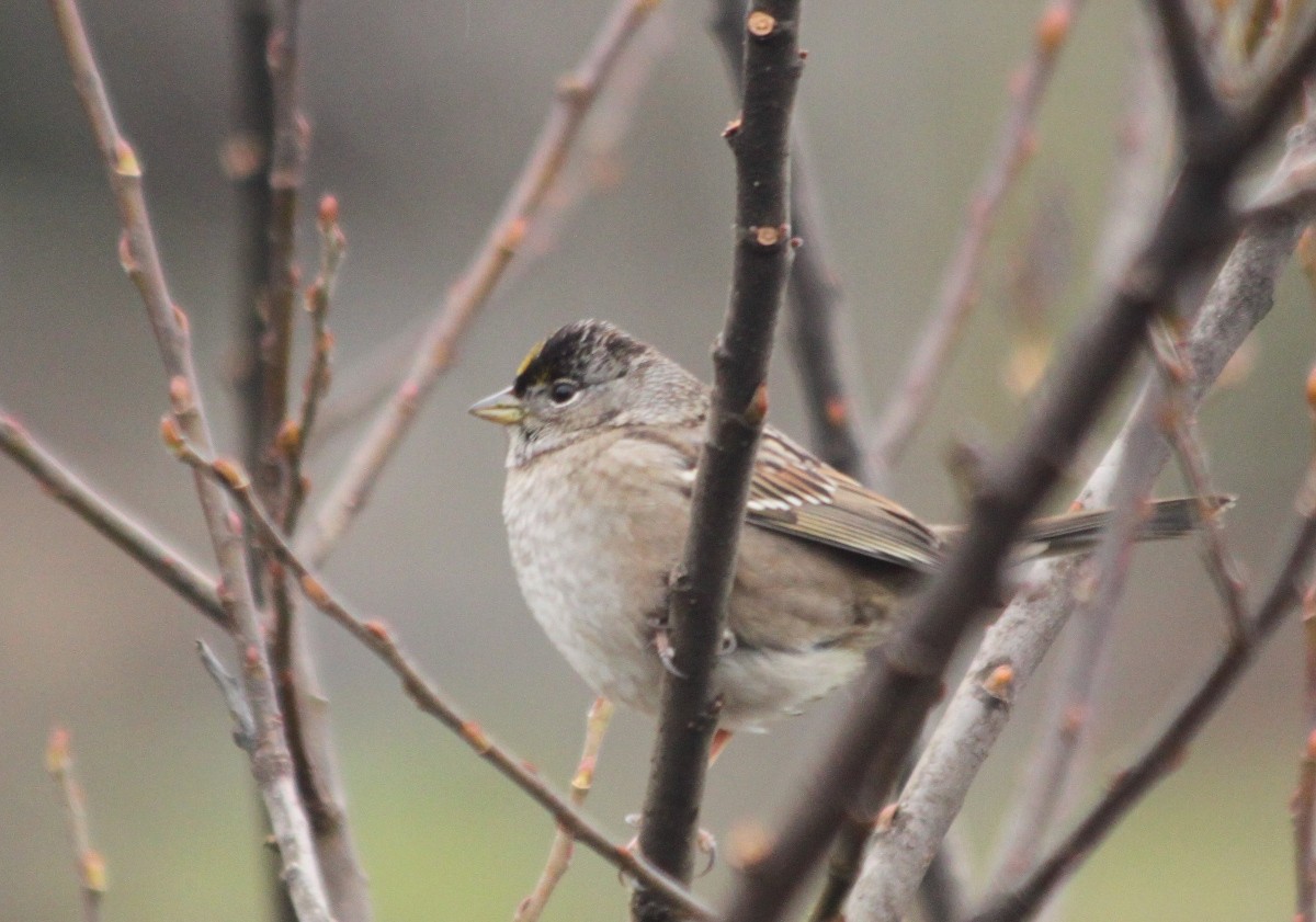 Golden-crowned Sparrow - ML89611591