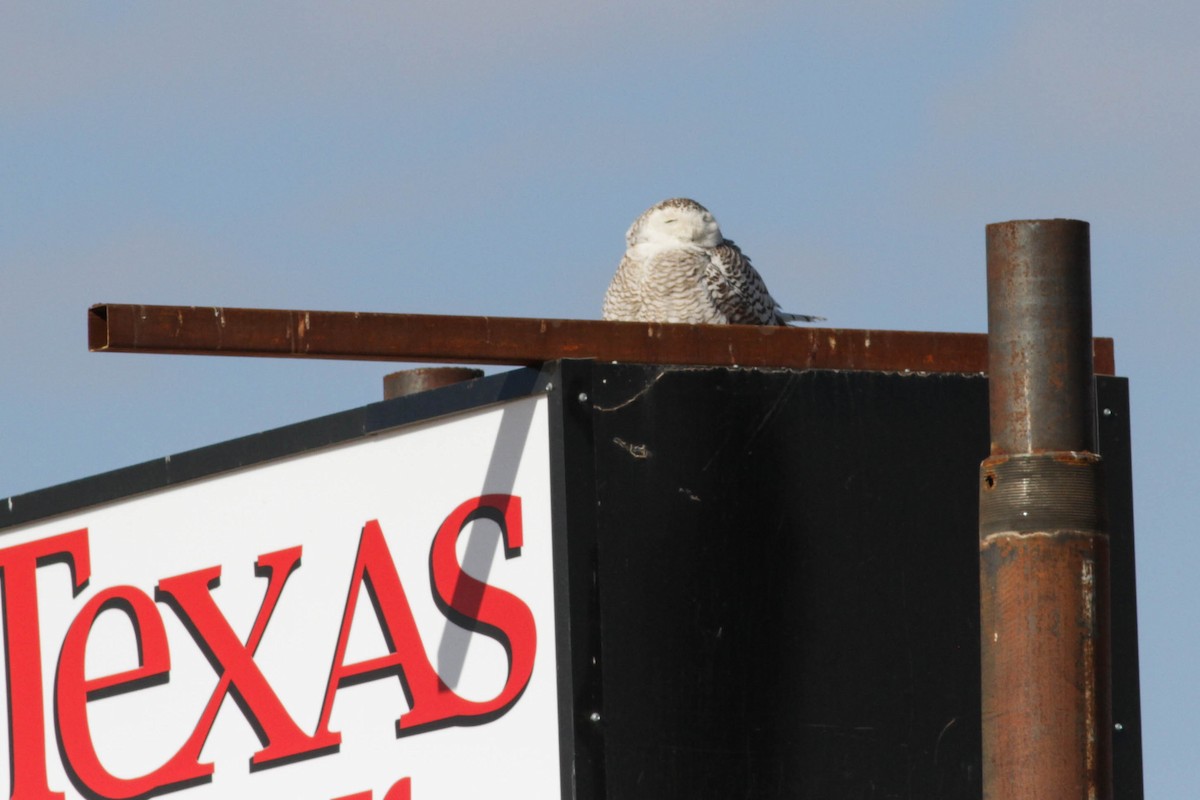 Snowy Owl - ML89612171