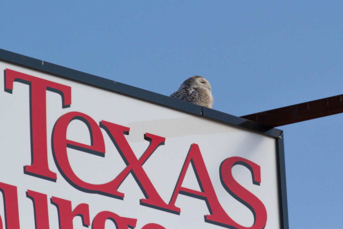 Snowy Owl - ML89612211
