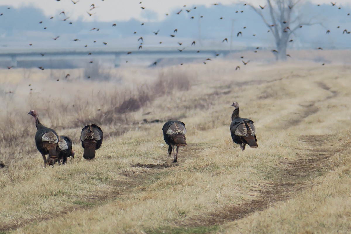 Wild Turkey - Rishi Palit