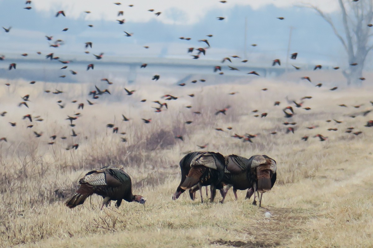 Wild Turkey - Rishi Palit