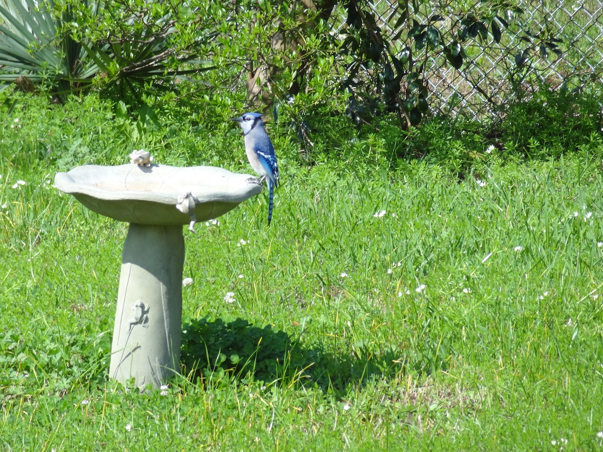 Blue Jay - ML89613071