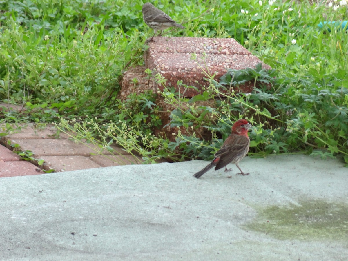 House Finch - ML89613341