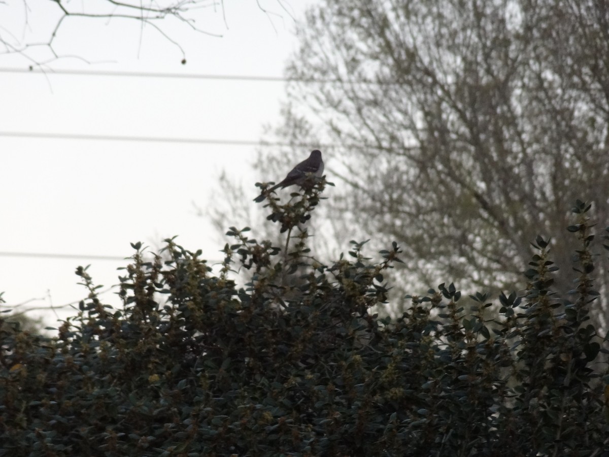 Northern Mockingbird - ML89613841