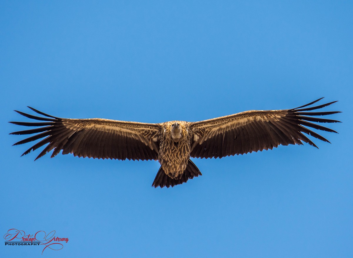 Himalayan/Eurasian Griffon - Pratap Gurung