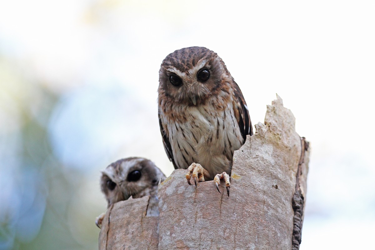 Bare-legged Owl - Christoph Moning