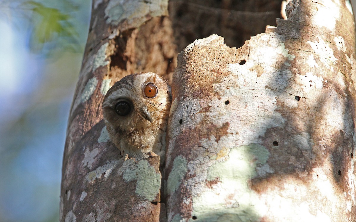Bare-legged Owl - ML89615011