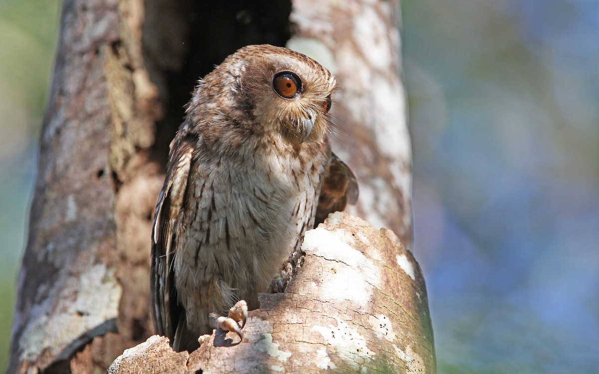 Bare-legged Owl - Christoph Moning