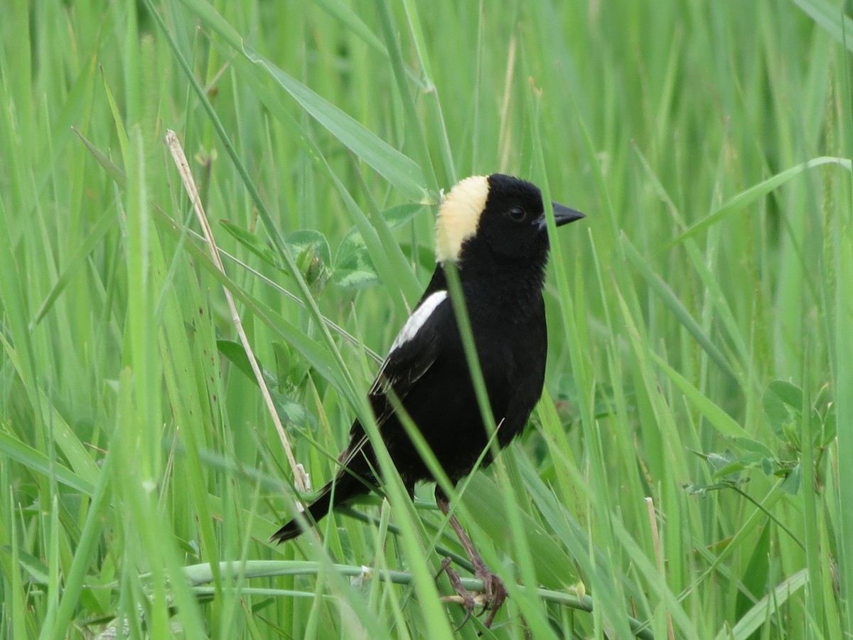 Bobolink - Howard Lorenz