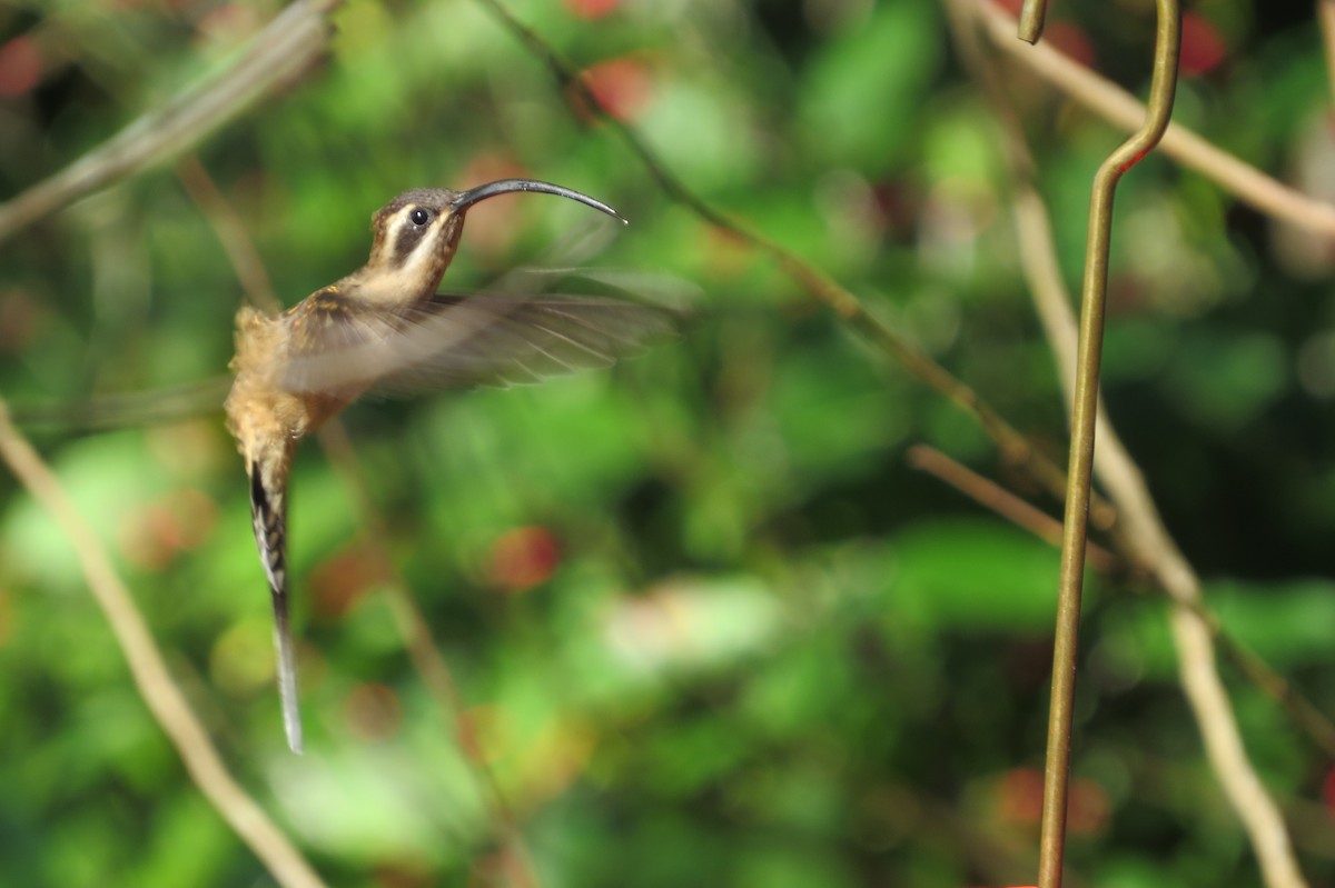 Long-billed Hermit - ML89619541