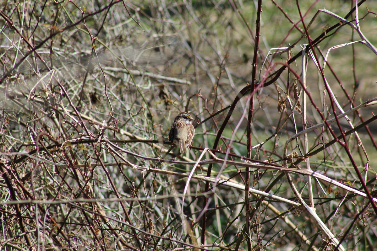 White-throated Sparrow - ML89619611