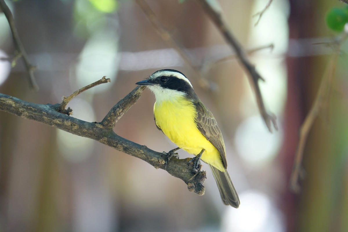 White-bearded Flycatcher - Ottavio Janni