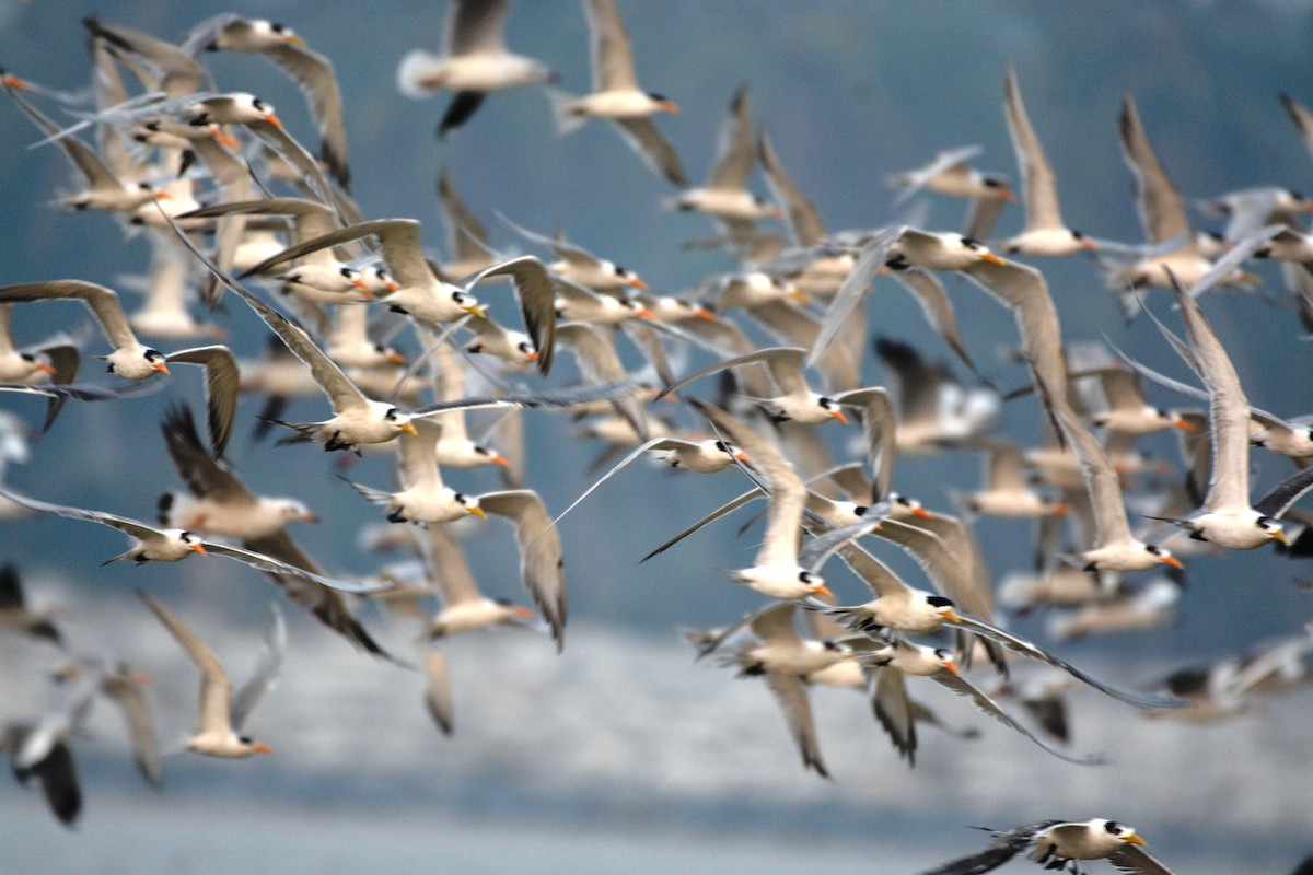 Great Crested Tern - ML89621091