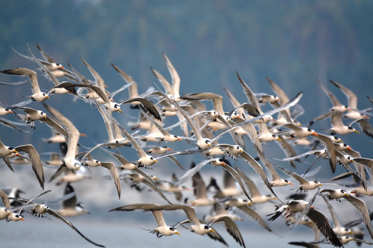 Great Crested Tern - ML89621541