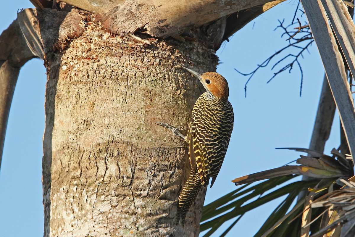 Fernandina's Flicker - ML89622401