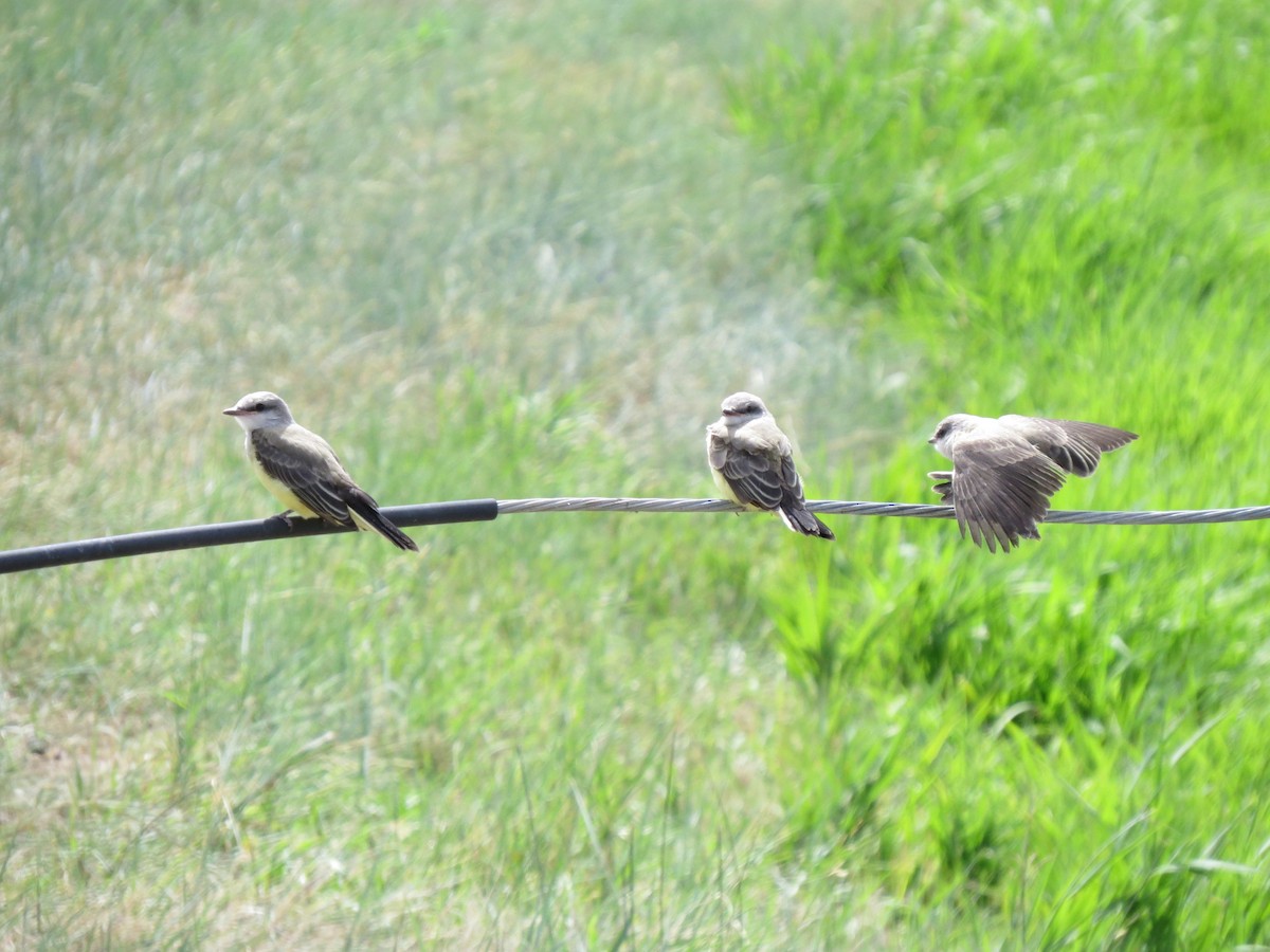 Western Kingbird - ML89622491