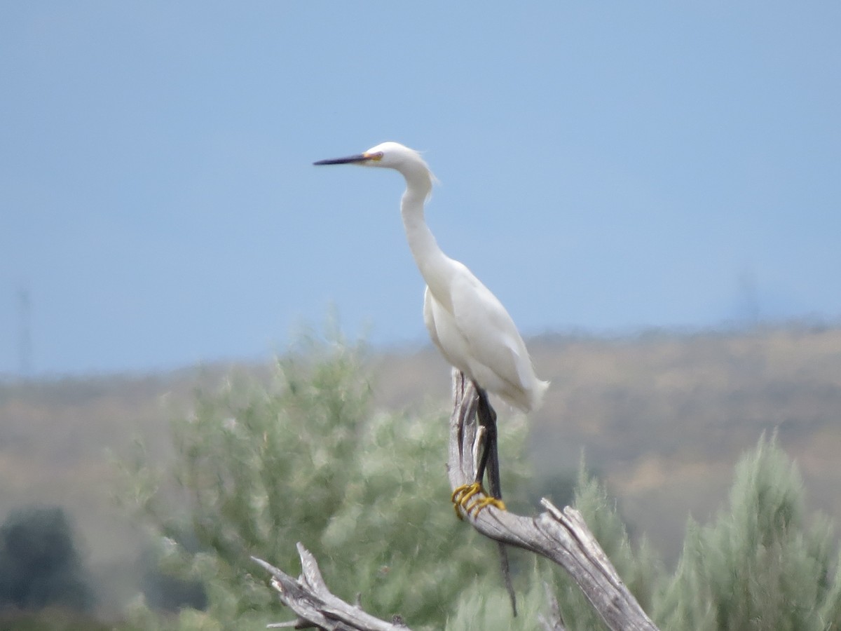 Snowy Egret - ML89622561