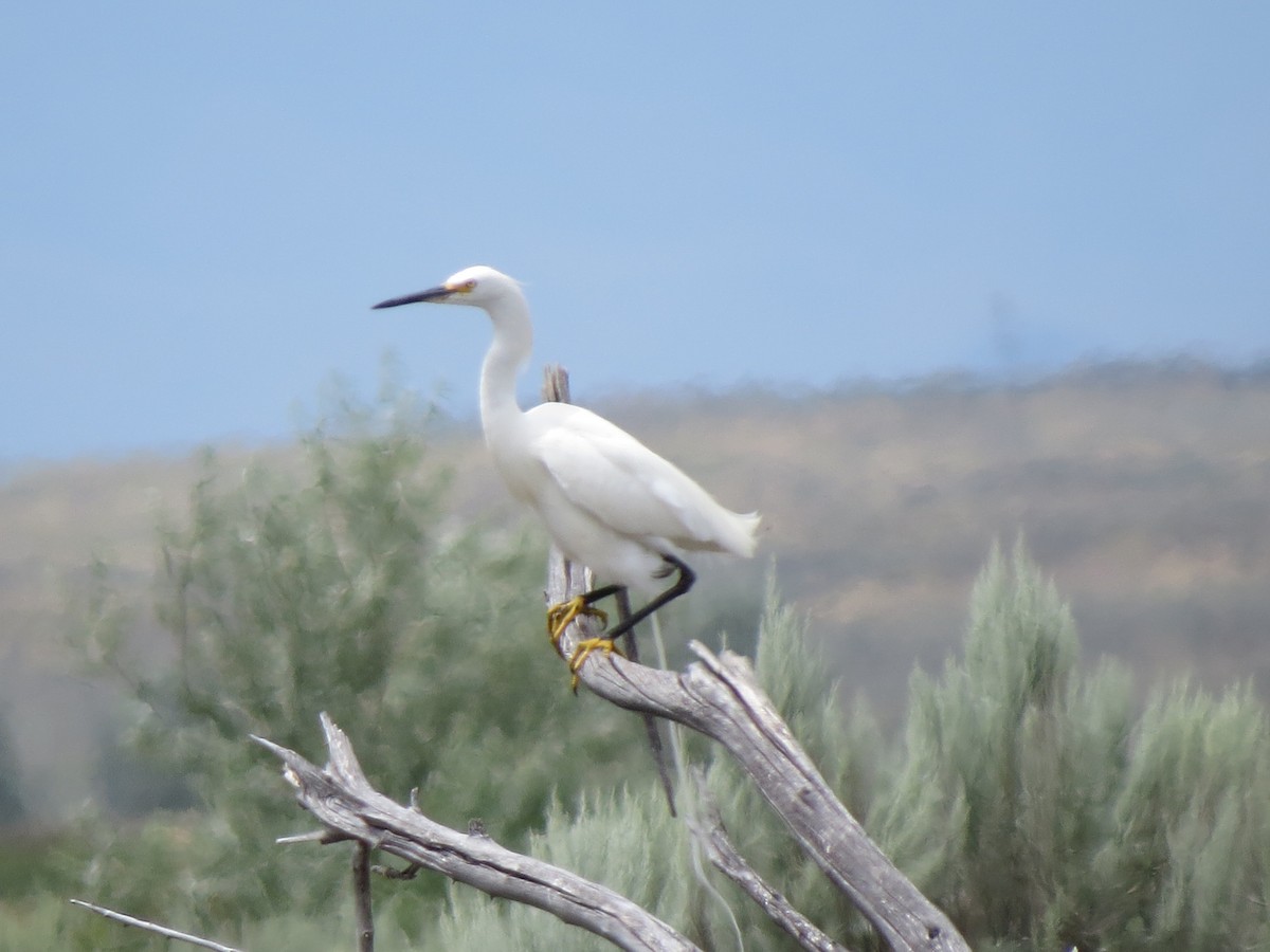 Snowy Egret - ML89622581