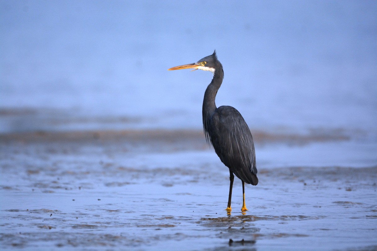 Western Reef-Heron - Mohandas Giriyappa